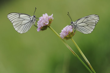 Mariposas en primavera