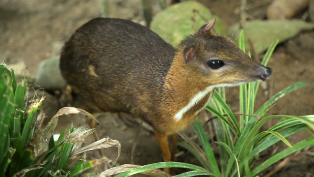 Tragulus javanicus in grass