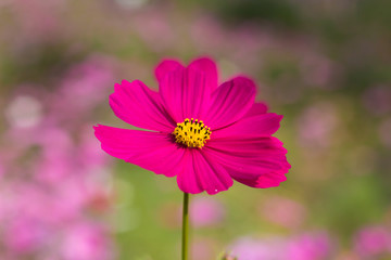 Fototapeta premium Cosmos flower (Cosmos Bipinnatus) with blurred background