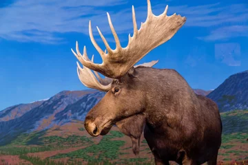 Papier Peint photo Orignal Moose sur fond de montagnes