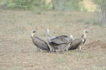 White Backed Vultures (Gyps africanus) perch on the ground awaiting theamals from the rising sun. 