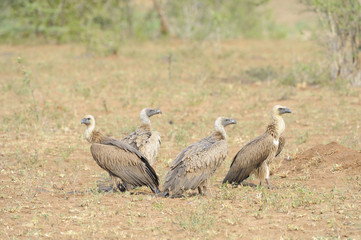 White Backed Vultures (Gyps africanus) perch on the ground awaiting theamals from the rising sun. 