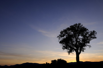 Silueta de árbol al atardecer