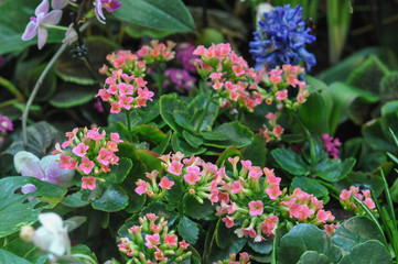 Pink Kalanchoe flower