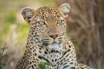 Fototapeta premium Starring Leopard