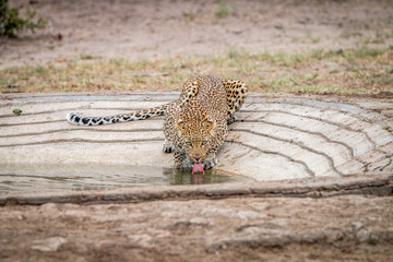 Drinking Leopard 