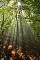 Obraz premium Rayos de sol entre los árboles