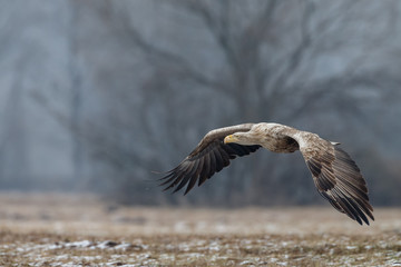 White tailed eagle