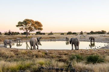 Elephants drinking at a waterhole in Etosha - obrazy, fototapety, plakaty