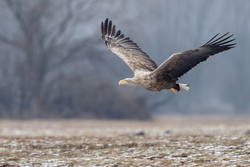 White tailed eagle