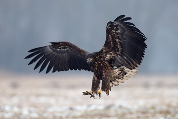 White tailed eagle