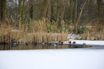 Mallards (Anas platyrhynchos) and Coots (Fulica atra) in ice hole
