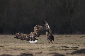 White tailed eagle 