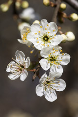 Naklejka na ściany i meble Blossoming twig of Blackthorn (Prunus spinosa)