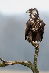 White tailed eagle 