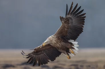 Zelfklevend Fotobehang Arend White tailed eagle 
