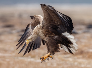 White tailed eagle 