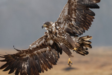 White tailed eagle in flight