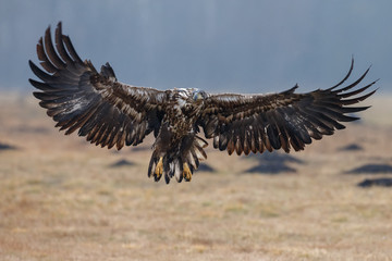 White tailed eagle in flight