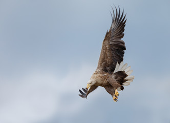 White tailed eagle in flight