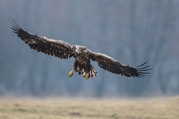White tailed eagle in flight