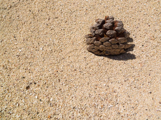 pine cone on sand