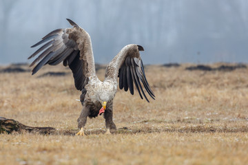 White tailed eagle