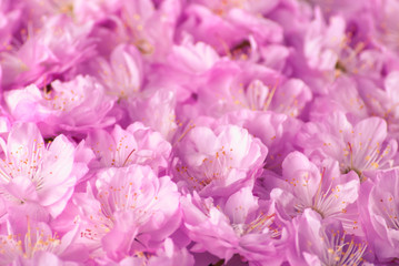 Obraz premium Sakura flowers background_6