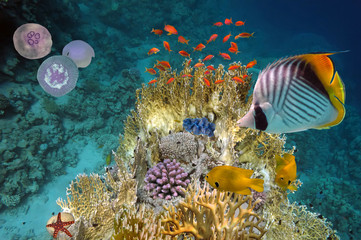 Underwater scene, showing different colorful fishes swimming