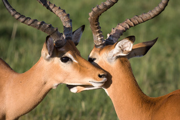 Antelope crossing heads in Lake Manyara National Park, Tanzania