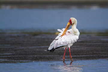 Yellow-Billed stork in Kruger National park, South Africa