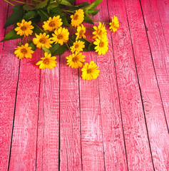 Yellow daisy background_5
