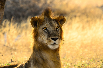 Male Lion with a bad hair day