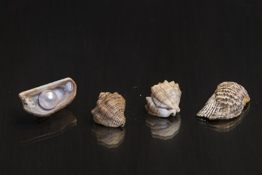 Sea shells with a pearl on the mirror wooden table
