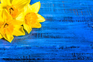 Floral corner with daffodils flowers selected on wooden backgrou