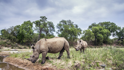Fototapeta premium Southern white rhinoceros in Kruger National park, South Africa