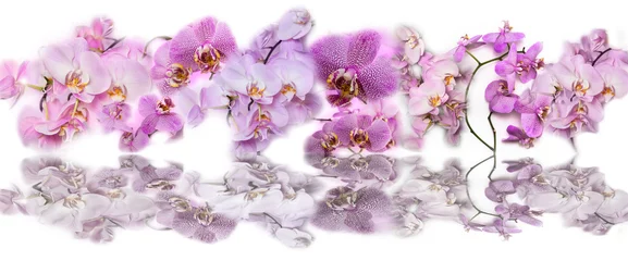 Poster Orchidée Beautiful panoramic collage background of Phalaenopsis orchid fl