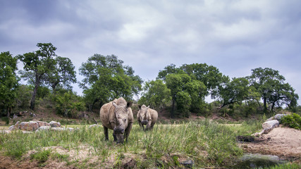 Fototapeta na wymiar Southern white rhinoceros in Kruger National park, South Africa