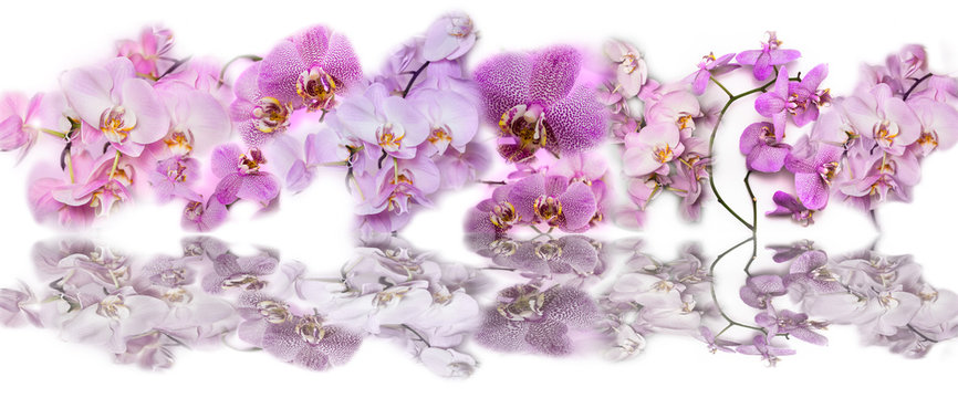 Beautiful panoramic collage background of Phalaenopsis orchid fl