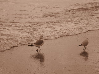 Морской блюз