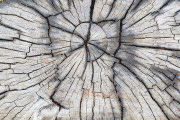 Fototapeta premium Macro wood texture on old city pavement