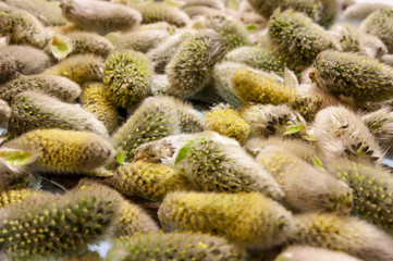 Background texture of willow blossom