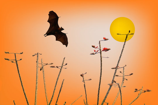 Bats silhouettes and beautiful branch for background usage