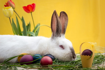 Cute white rabbit lying next to Easter eggs