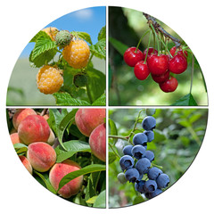 Obst, Früchte, Fruit