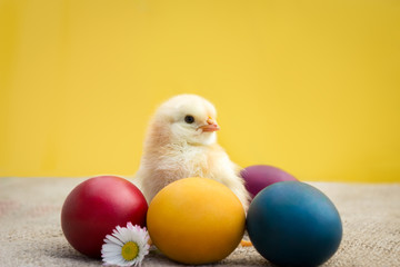 Little Easter chicken with eggs