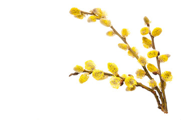 Branches of a young willow on a white background.