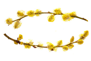 Branches of a young willow on a white background. © Fedoruk