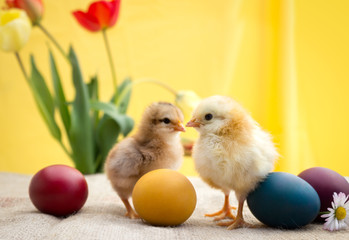 Colored Easter eggs with cute chicken