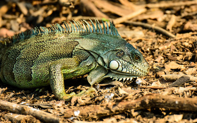 Fototapeta premium Close up of the face of a Land Iguana